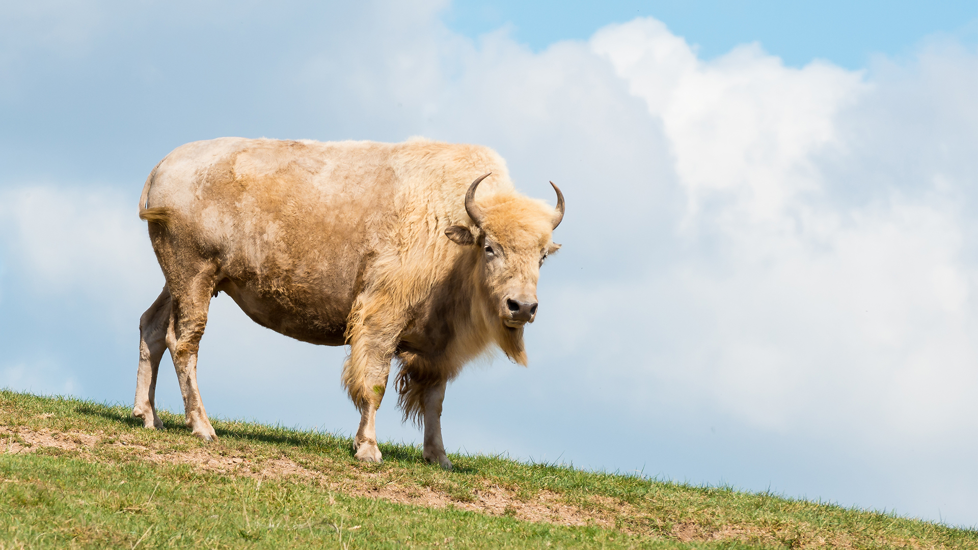 Majestic bison spotted on safari tour