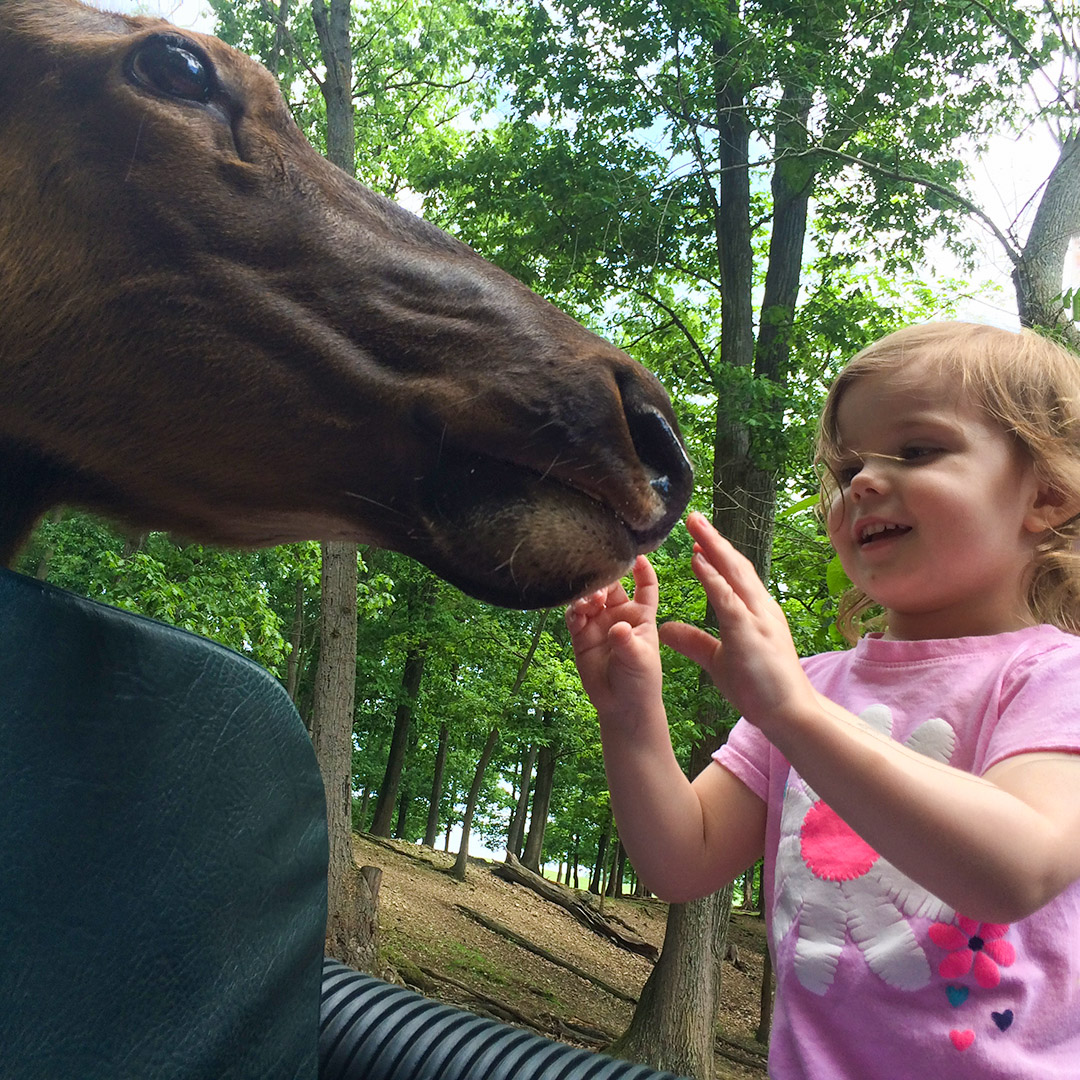 Child getting opportunity to touch animal on safari tour