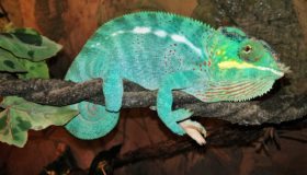 Family Animal Attraction in Halifax, PA - Lake Tobias Wildlife Park